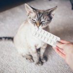 Gabapentin for Cats