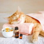 Are Essential Oils Safe for Cats