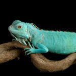 exotic pets statistics