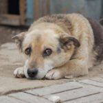 animal abuse statistics