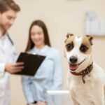 Petsmart Insurance