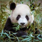 endangered animals statistics