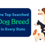 top searched dog breed