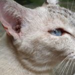 cat ear yeast infection