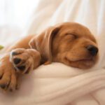 when do puppies open their eyes