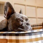 how to tell if your dog is depressed