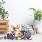 Corgi surrounded by dog toys