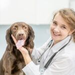 veterinarian salary