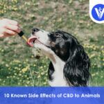 Side Effects of CBD to Animals