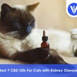 Best CBD Oils For Cats with Kidney Disease