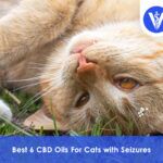 Best CBD Oils For Cats with Seizures