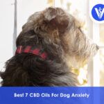 Best CBD Oils For Dog Anxiety