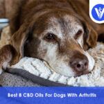 Best CBD Oils for Dogs with Arthiritis