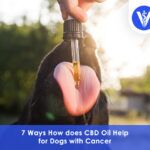 How does CBD Oil Help for Dogs with Cancer