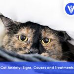 Cat Anxiety Symptoms Causes and Treatment