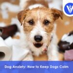 Dog Anxiety How to Keep Dogs Calm