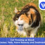 Cat throwing up blood