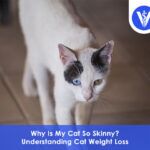 My cat is so skinny I can feel her bones