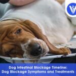 Dog intestinal blockage timeline