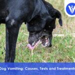 Dog Vomiting