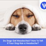 Do dogs get headaches