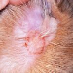 Ringworm in dogs A closeup photo of a case of ringworm on a dog