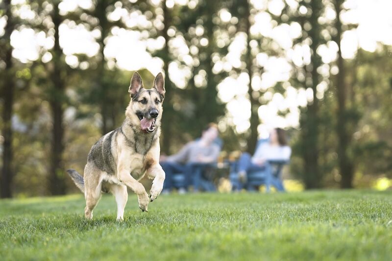 PetSafe Wireless Fence a dog running away from its owners