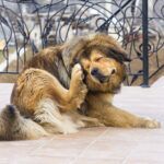 Grain Allergy in Dogs