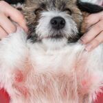 Flea Allergy Dermatitis in Dogs