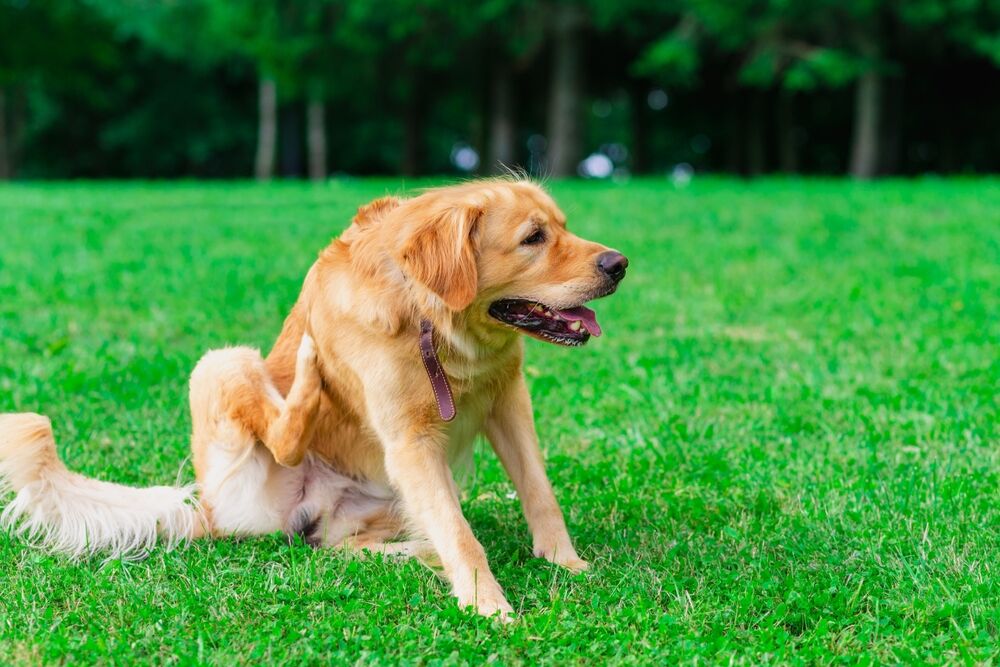 Dairy Allergy in Dogs