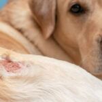Fish Allergy in Dogs