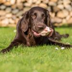 How to boil chicken for dogs A dog eating a piece of chicken while lying down