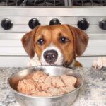 Can Dogs Eat Raw Chicken A dog waiting to eat his food