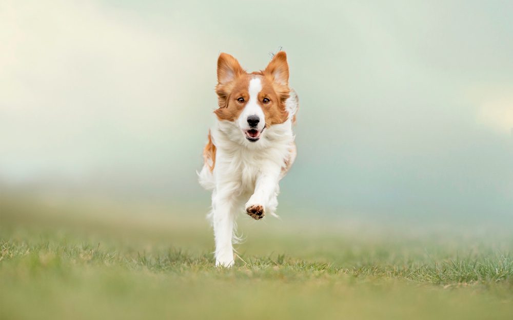 PortraitOfADog Total Vet A Guide to Deramaxx for Dogs