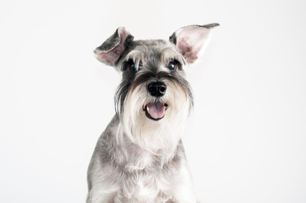 HappyCuteFunnyDogSchnauzerIsolatedOnWhiteBackground Total Vet All You Need to Know About Prednisone for Dogs