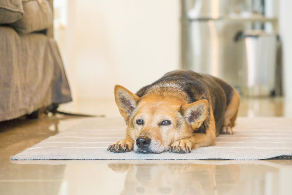 ArthritisinDogsWhatEveryPetParentShouldKnow Total Vet arthritis in dogs