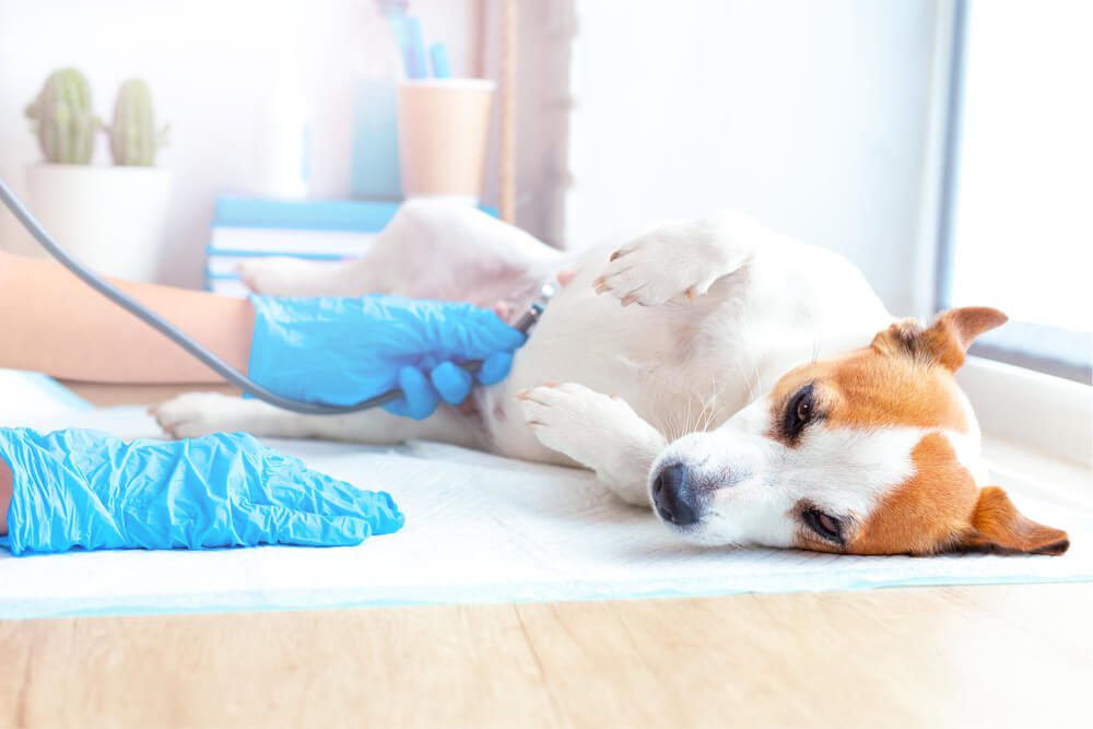 DogAbortionEthicsMethodsCostsandMore Total Vet Dog Abortion