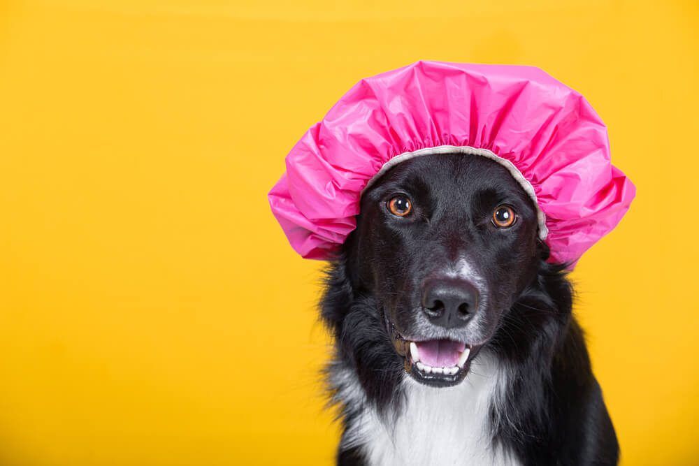 DryShampooforDogs1 Total Vet Dry Shampoo For Dogs