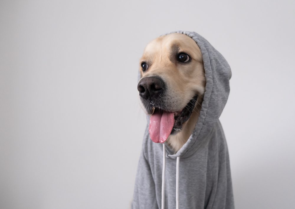 ADogInAGraySweatshirtWithAHoodGolden Total Vet Everything on Apoquel