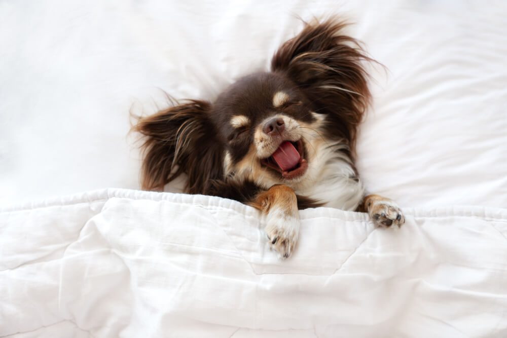 TheBenefitsofHyaluronicAcidforDogs Total Vet Hyaluronic Acid for Dog
