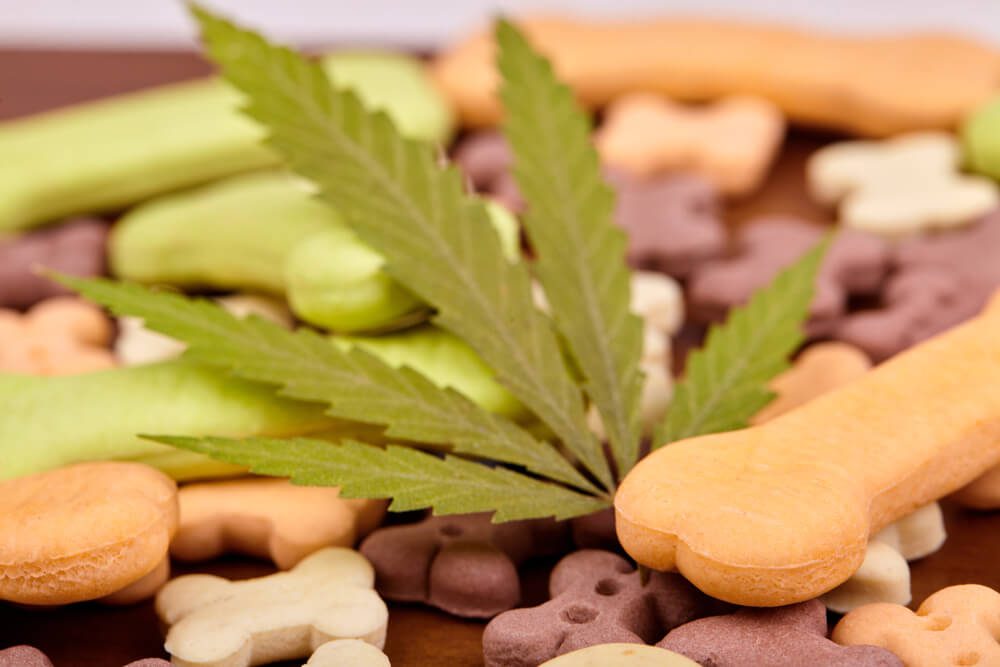 TheBestCalmingTreatsForDogsAccordingtoaVeterinarian Total Vet Calming Treats for Dogs