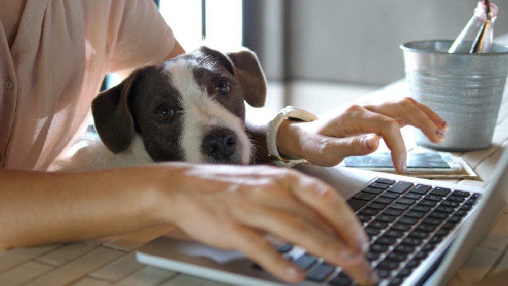 workfromhomewithdogs1 Total Vet work from home with dogs