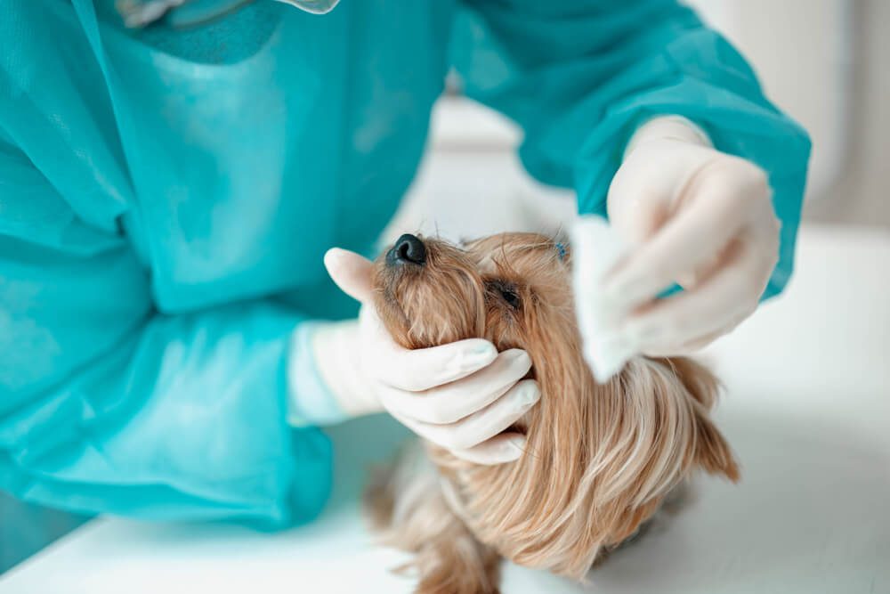 DogEyeBleedingYourQuestionsAnswered Total Vet Dog Eye Bleeding
