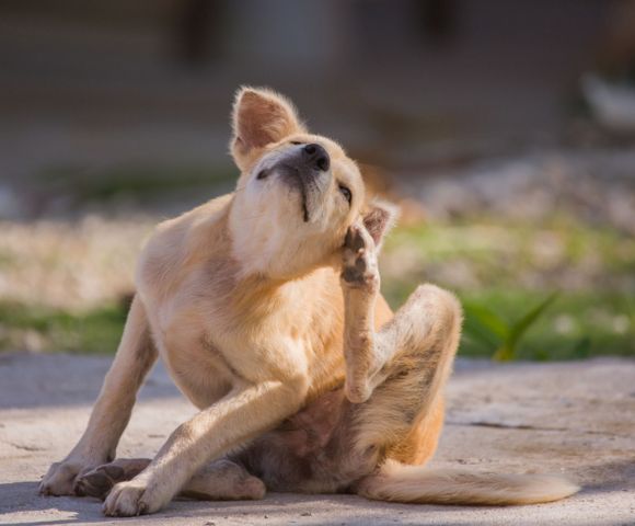 8 Common Dog Allergies Symptoms Signs and Treatment Total Vet Allergies in Dogs