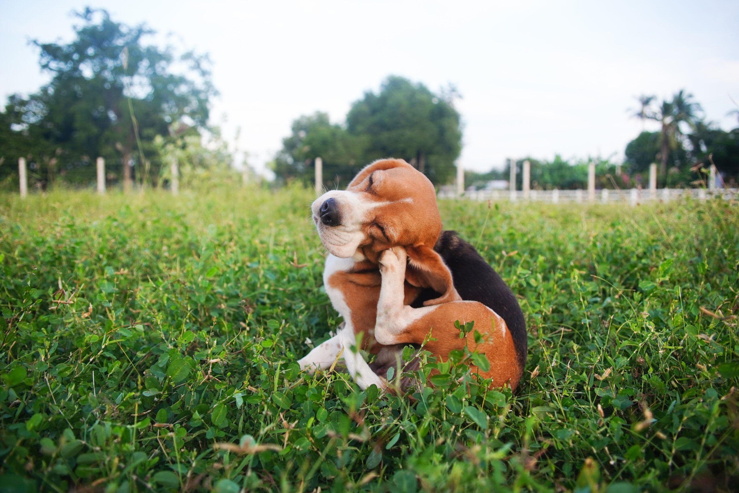 Dog Food Allergies Common Food Allergies in Dogs Total Vet Dog Food Allergy