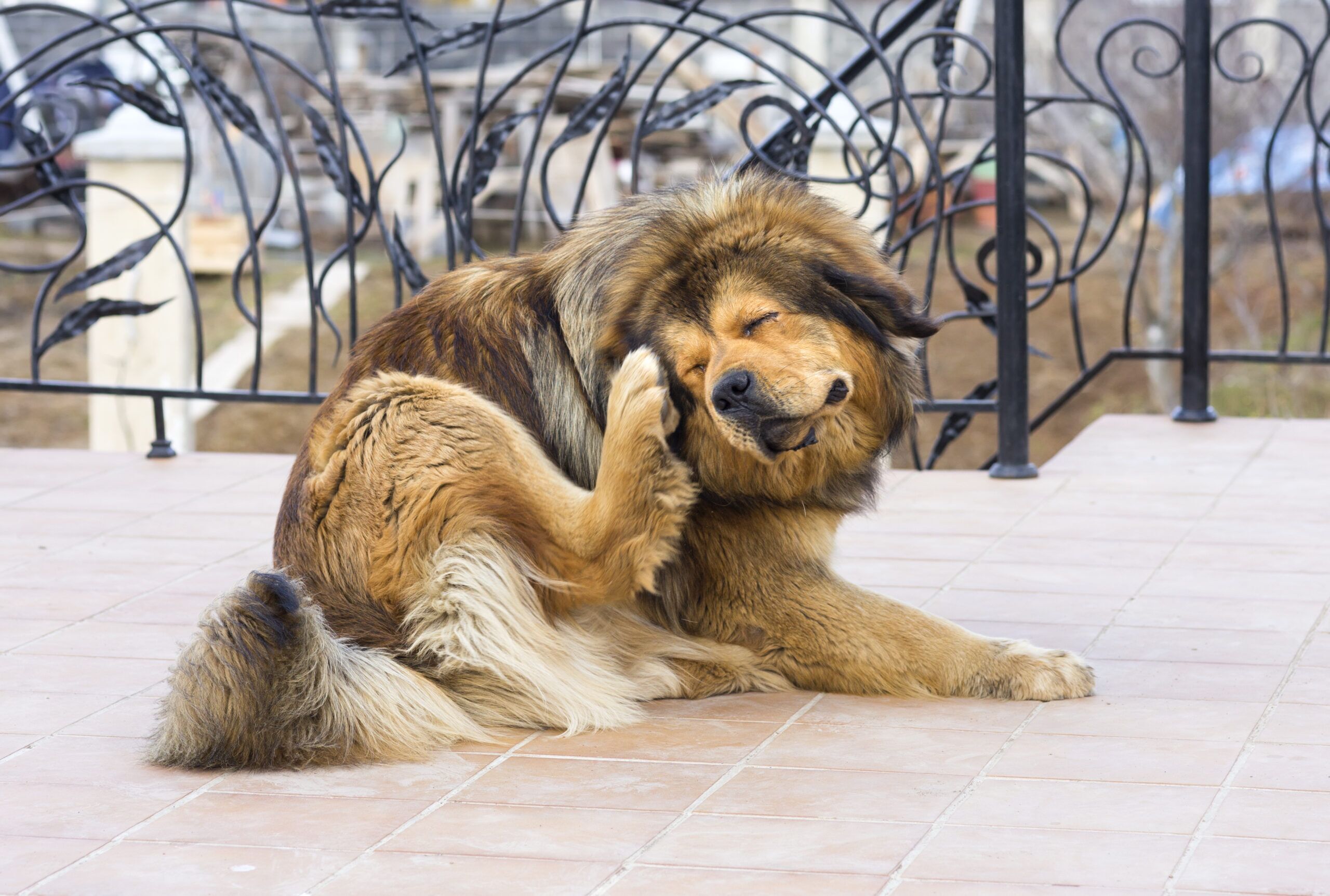 Grain Allergy in Dogs Symptoms Signs and Treatment Total Vet Grain Allergy in Dogs