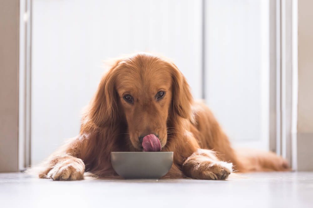 OllieDogFoodReviewedProsConsandIngredientAnalysis TotalVet Ollie Dog Food