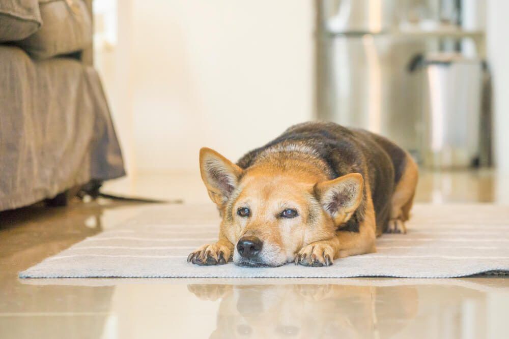 arthritis in dogs