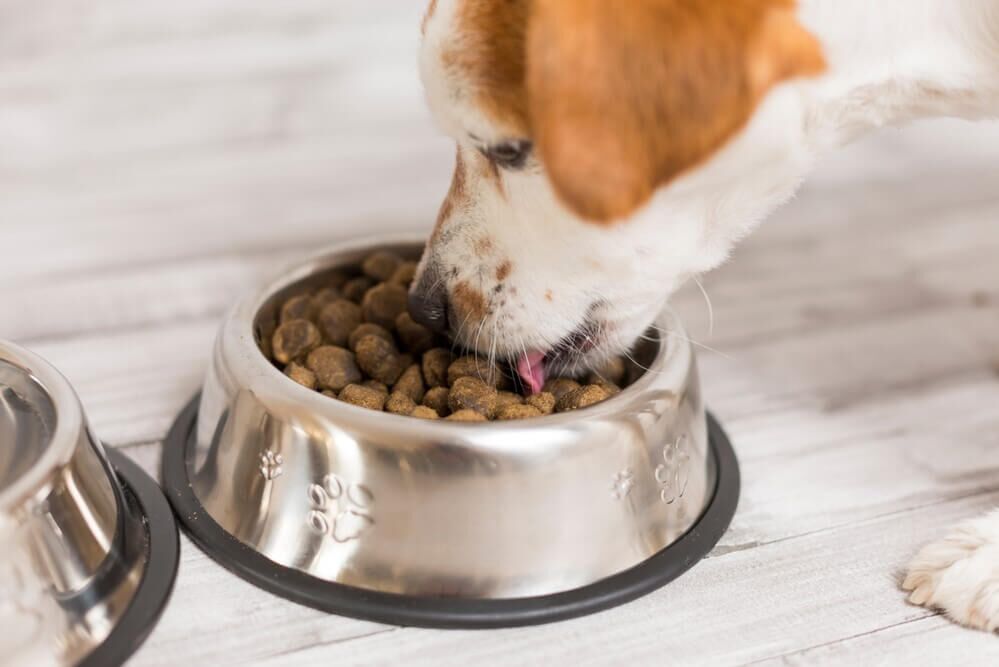 Hill's science diet bad for dogs best sale