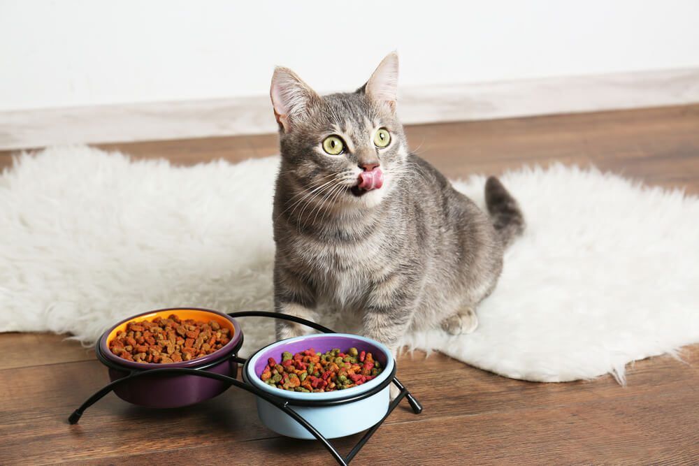 Probiotics for Cats